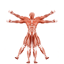 Dr. Muscle 图标